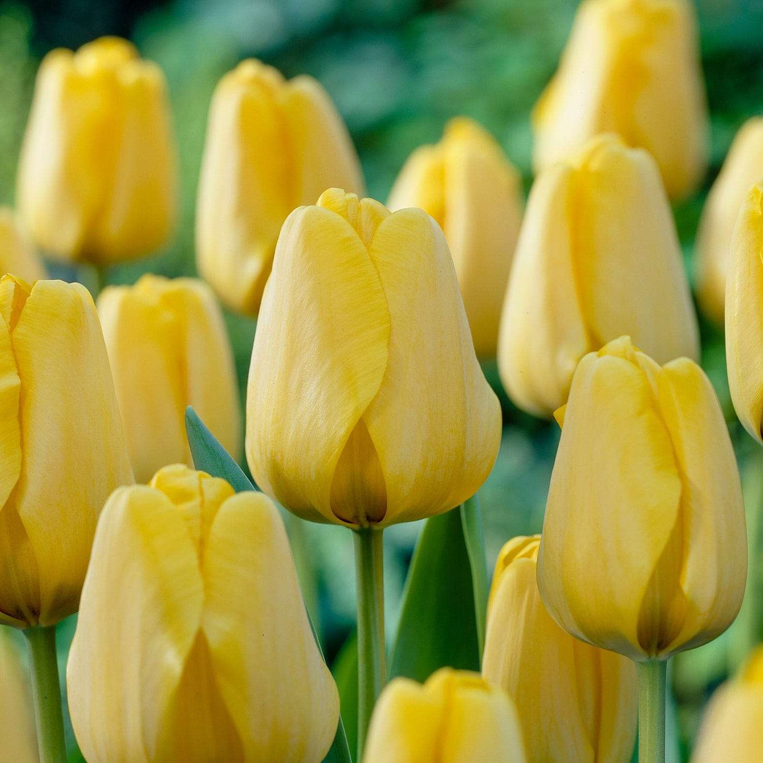 Tulpe 'Golden Apeldoorn' - Tulipaner